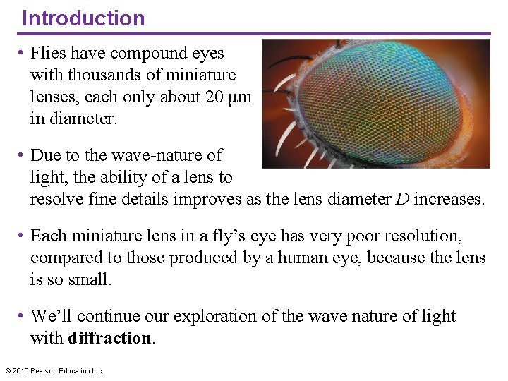 Introduction • Flies have compound eyes with thousands of miniature lenses, each only about