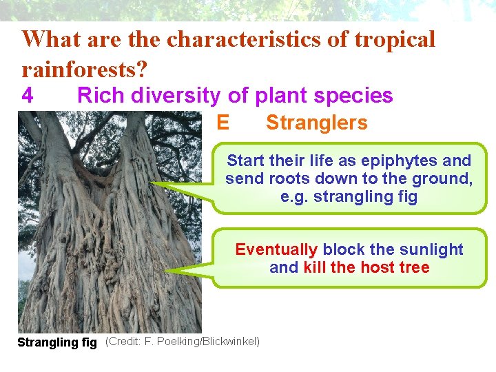What are the characteristics of tropical rainforests? 4 Rich diversity of plant species E What are the characteristics of tropical rainforests? 4 Rich diversity of plant species E