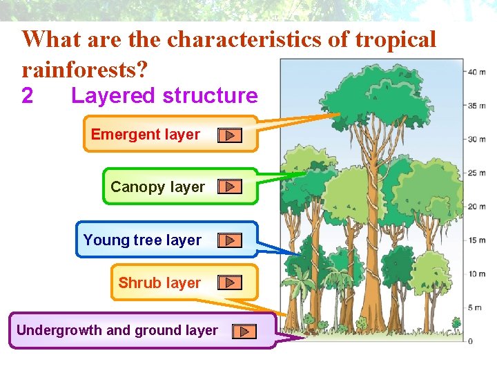 What are the characteristics of tropical rainforests? 2 Layered structure Emergent layer Canopy layer What are the characteristics of tropical rainforests? 2 Layered structure Emergent layer Canopy layer