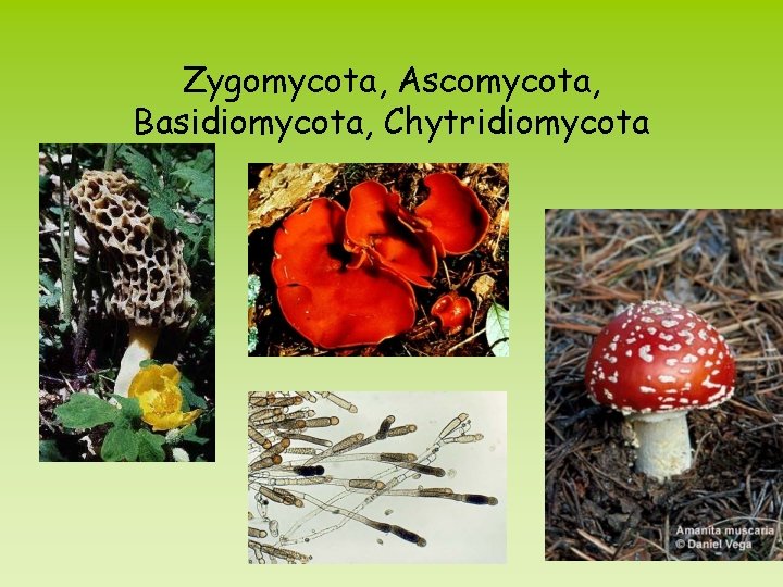 Zygomycota, Ascomycota, Basidiomycota, Chytridiomycota 