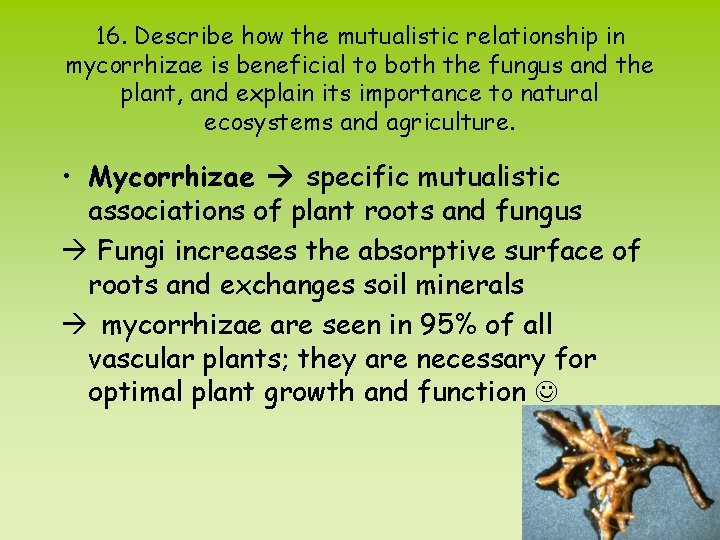 16. Describe how the mutualistic relationship in mycorrhizae is beneficial to both the fungus