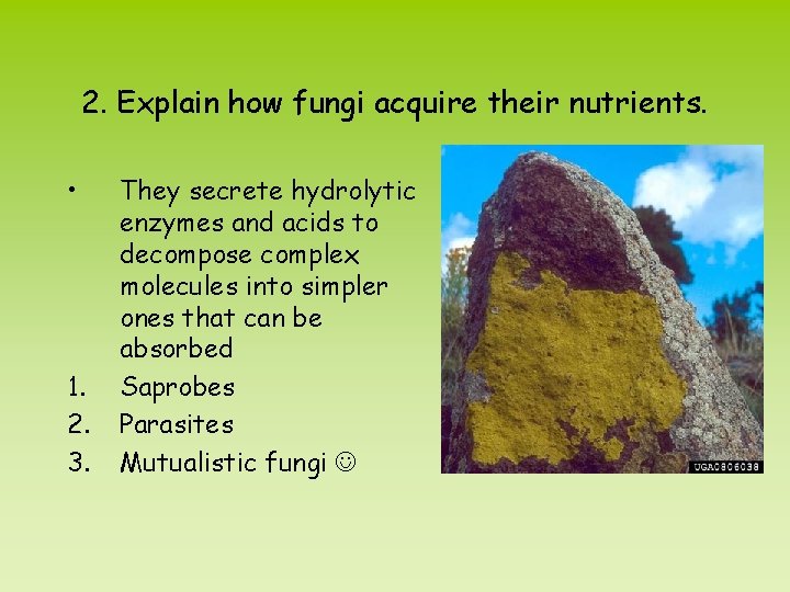 2. Explain how fungi acquire their nutrients. • 1. 2. 3. They secrete hydrolytic