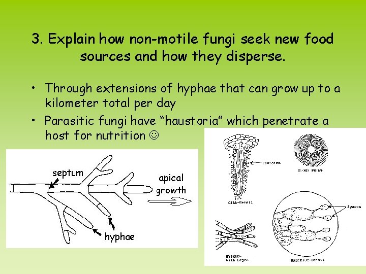 3. Explain how non-motile fungi seek new food sources and how they disperse. •