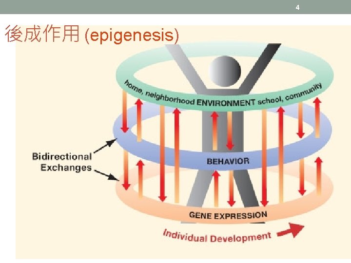 4 後成作用 (epigenesis) 