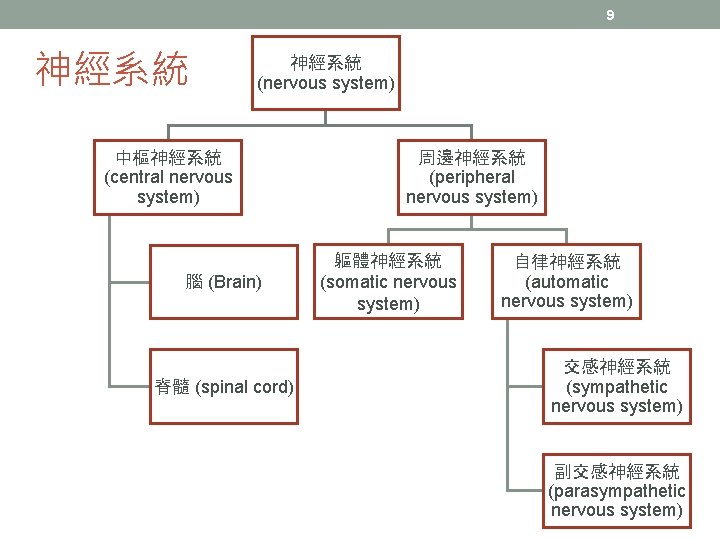 9 神經系統 (nervous system) 中樞神經系統 (central nervous system) 腦 (Brain) 脊髓 (spinal cord) 周邊神經系統