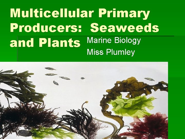 Multicellular Primary Producers: Seaweeds Marine Biology and Plants Miss Plumley 