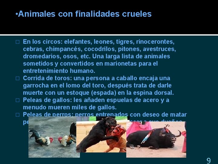  • Animales con finalidades crueles En los circos: elefantes, leones, tigres, rinocerontes, cebras,