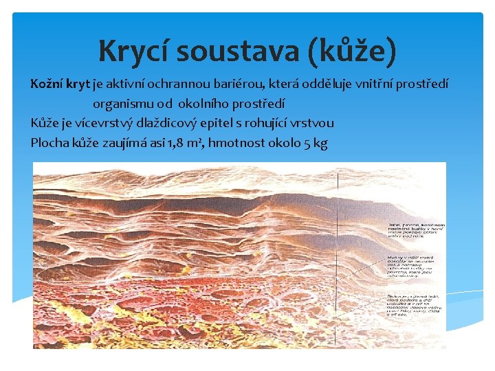 Krycí soustava (kůže) Kožní kryt je aktivní ochrannou bariérou, která odděluje vnitřní prostředí organismu