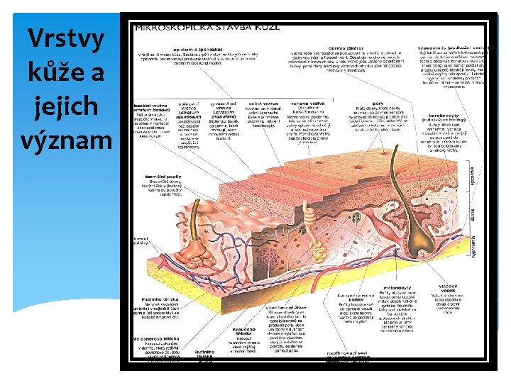 Vrstvy kůže a jejich význam 