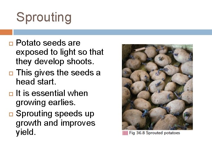 Sprouting Potato seeds are exposed to light so that they develop shoots. This gives