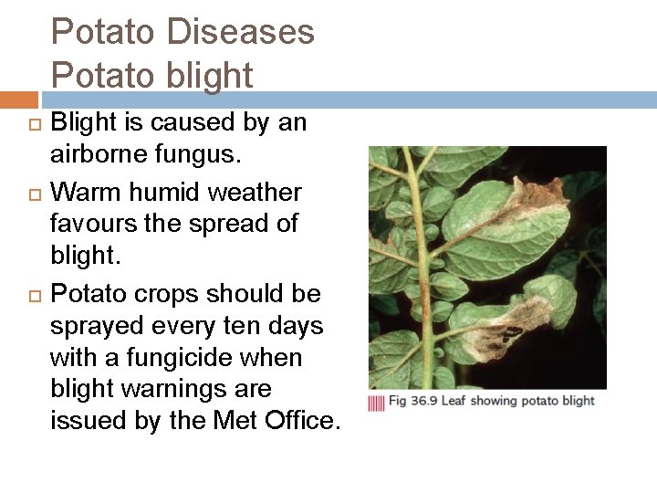 Potato Diseases Potato blight Blight is caused by an airborne fungus. Warm humid weather