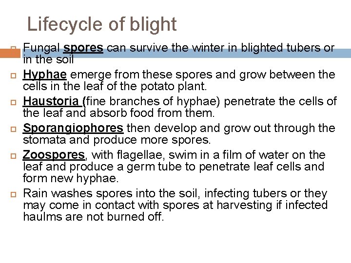 Lifecycle of blight Fungal spores can survive the winter in blighted tubers or in