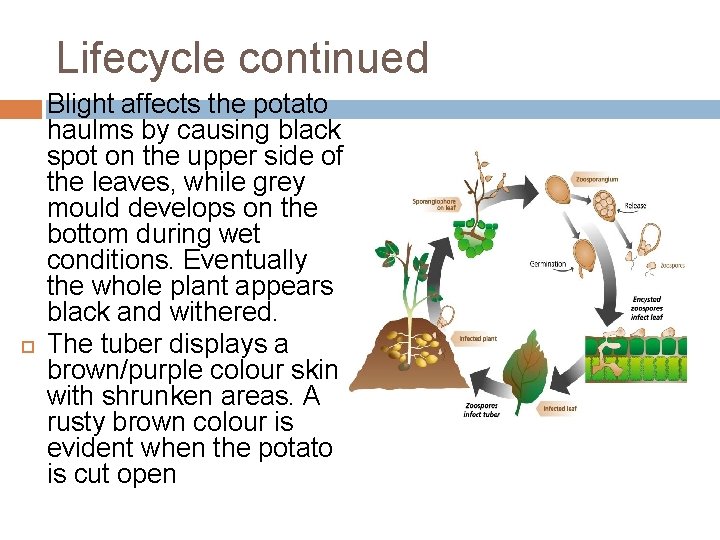 Lifecycle continued Blight affects the potato haulms by causing black spot on the upper