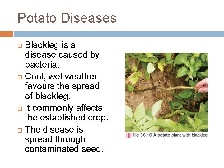 Potato Diseases Blackleg is a disease caused by bacteria. Cool, wet weather favours the