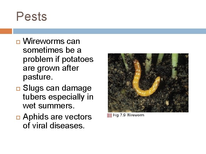 Pests Wireworms can sometimes be a problem if potatoes are grown after pasture. Slugs