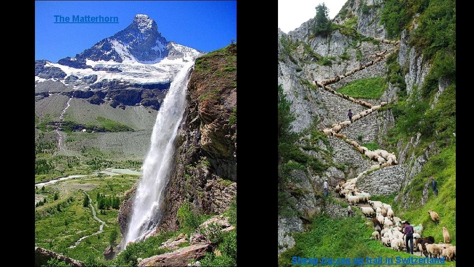 The Matterhorn Sheep zig-zag up trail in Switzerland 