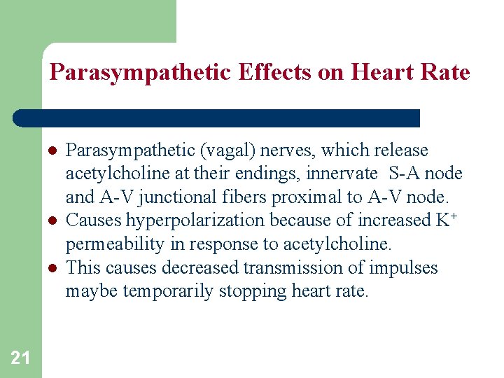 Parasympathetic Effects on Heart Rate l l l 21 Parasympathetic (vagal) nerves, which release