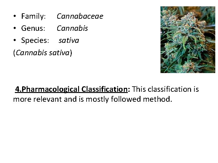  • Family: Cannabaceae • Genus: Cannabis • Species: sativa (Cannabis sativa) 4. Pharmacological