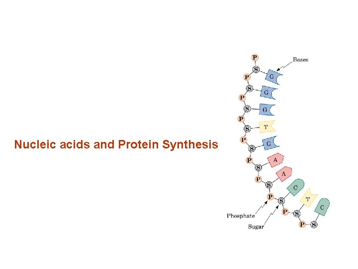 Nucleic acids and Protein Synthesis Nucleic acids and Protein Synthesis