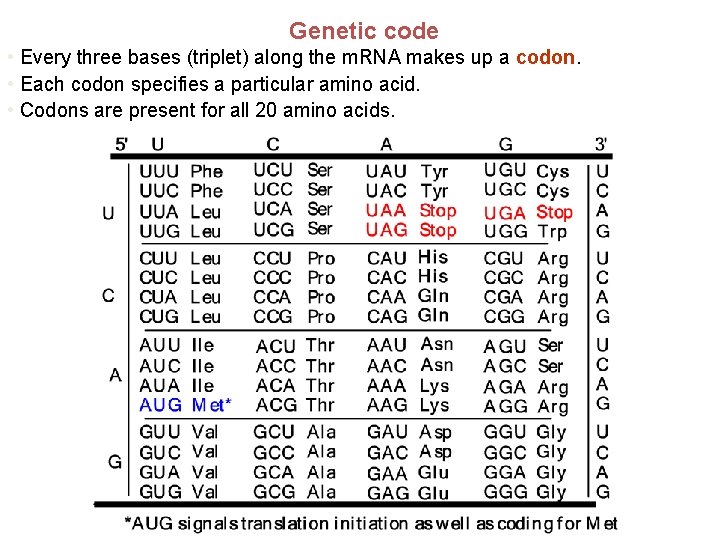 Genetic code • Every three bases (triplet) along the m. RNA makes up a Genetic code • Every three bases (triplet) along the m. RNA makes up a