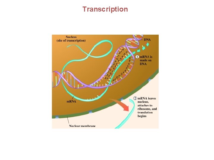 Transcription Transcription