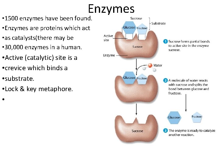 Enzymes • 1500 enzymes have been found. • Enzymes are proteins which act • Enzymes • 1500 enzymes have been found. • Enzymes are proteins which act •