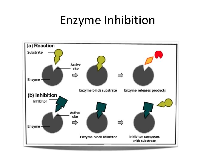 Enzyme Inhibition Enzyme Inhibition