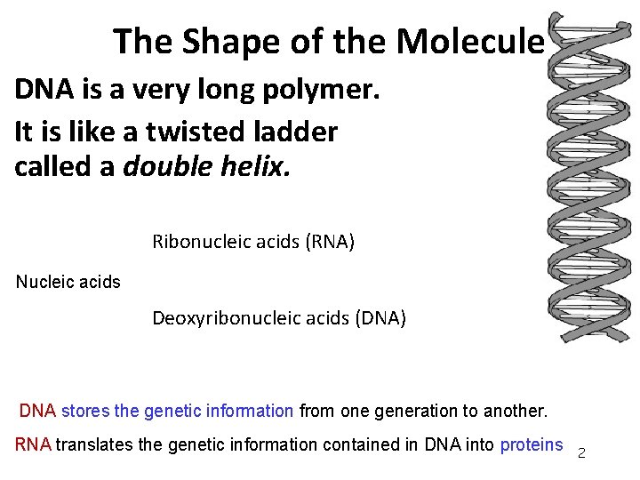 The Shape of the Molecule DNA is a very long polymer. It is like The Shape of the Molecule DNA is a very long polymer. It is like