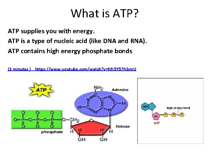 What is ATP? ATP supplies you with energy. ATP is a type of nucleic What is ATP? ATP supplies you with energy. ATP is a type of nucleic