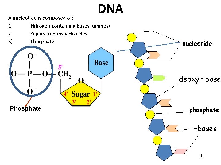 DNA A nucleotide is composed of: 1) Nitrogen-containing bases (amines) 2) Sugars (monosaccharides) 3) DNA A nucleotide is composed of: 1) Nitrogen-containing bases (amines) 2) Sugars (monosaccharides) 3)