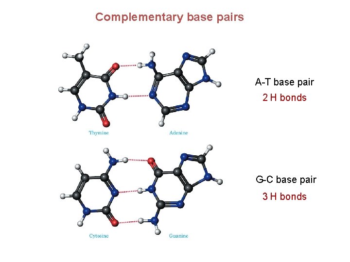 Complementary base pairs A-T base pair 2 H bonds G-C base pair 3 H Complementary base pairs A-T base pair 2 H bonds G-C base pair 3 H