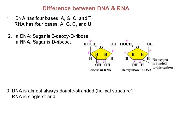 Difference between DNA & RNA 1. DNA has four bases: A, G, C, and Difference between DNA & RNA 1. DNA has four bases: A, G, C, and