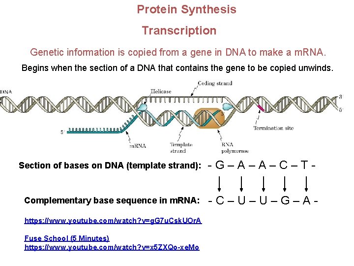 Protein Synthesis Transcription Genetic information is copied from a gene in DNA to make Protein Synthesis Transcription Genetic information is copied from a gene in DNA to make