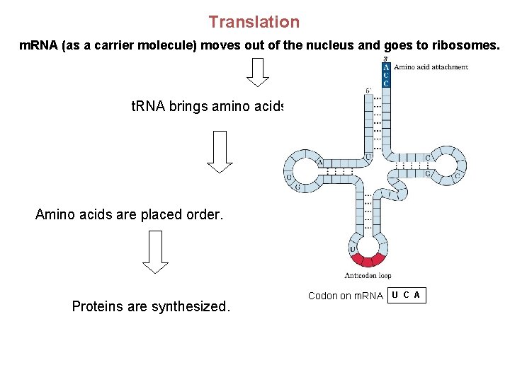 Translation m. RNA (as a carrier molecule) moves out of the nucleus and goes Translation m. RNA (as a carrier molecule) moves out of the nucleus and goes