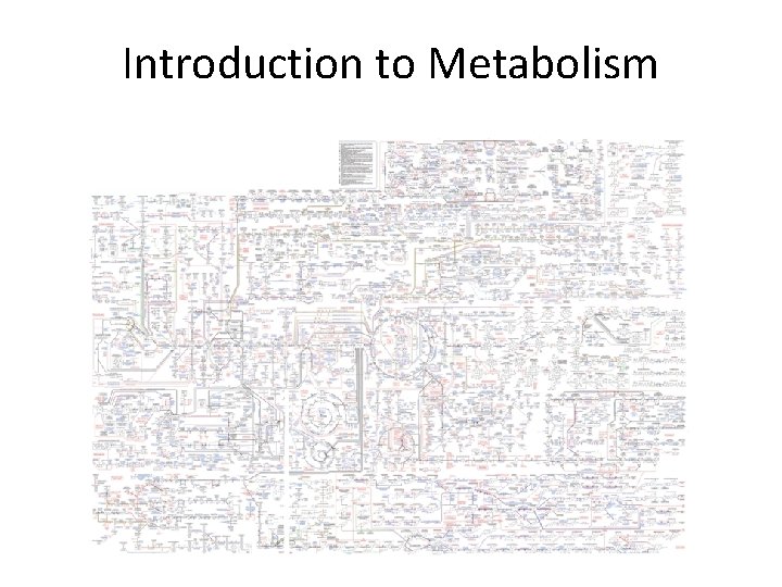 Introduction to Metabolism 