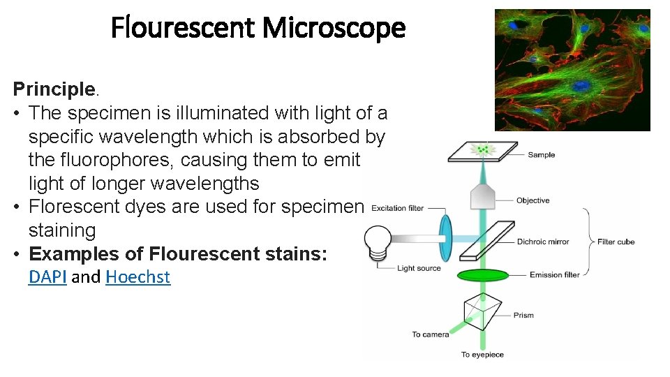 Flourescent Microscope Principle. • The specimen is illuminated with light of a specific wavelength