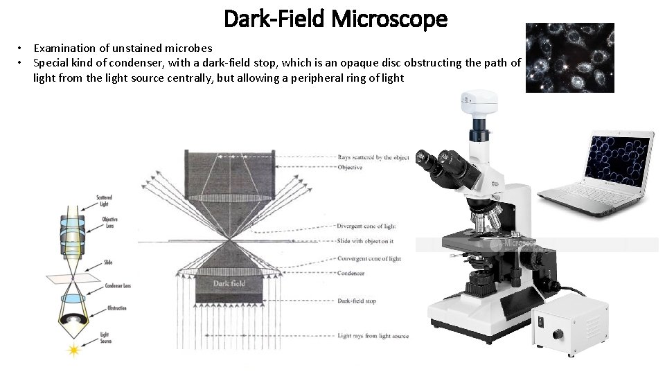 Dark-Field Microscope • Examination of unstained microbes • Special kind of condenser, with a