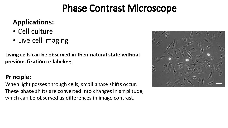 Phase Contrast Microscope Applications: • Cell culture • Live cell imaging Living cells can