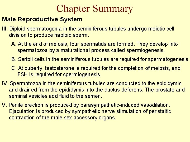 Chapter Summary Male Reproductive System III. Diploid spermatogonia in the seminiferous tubules undergo meiotic