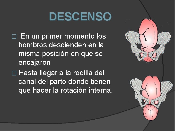 DESCENSO En un primer momento los hombros descienden en la misma posición en que