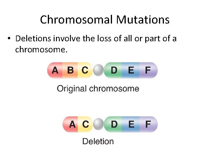 Chromosomal Mutations • Deletions involve the loss of all or part of a chromosome. Chromosomal Mutations • Deletions involve the loss of all or part of a chromosome.