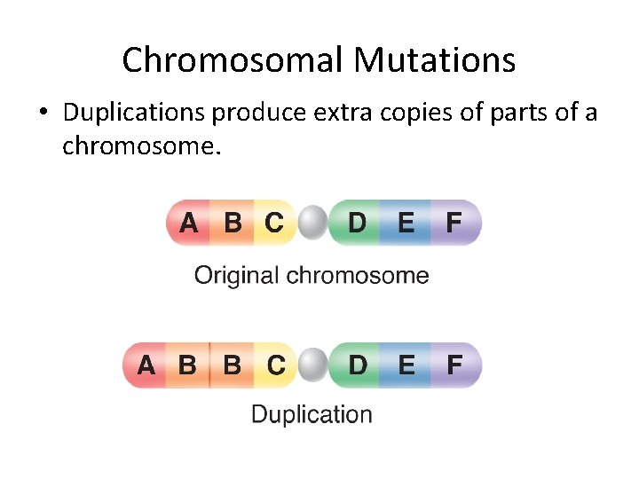 Chromosomal Mutations • Duplications produce extra copies of parts of a chromosome. Chromosomal Mutations • Duplications produce extra copies of parts of a chromosome.