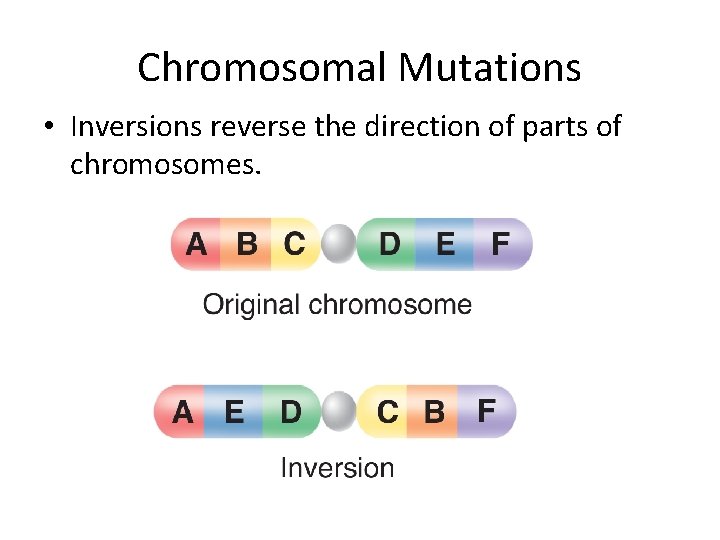 Chromosomal Mutations • Inversions reverse the direction of parts of chromosomes. Chromosomal Mutations • Inversions reverse the direction of parts of chromosomes.