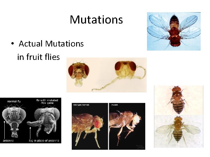Mutations • Actual Mutations in fruit flies Mutations • Actual Mutations in fruit flies