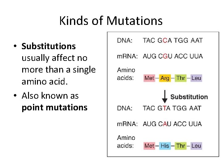 Kinds of Mutations • Substitutions usually affect no more than a single amino acid. Kinds of Mutations • Substitutions usually affect no more than a single amino acid.