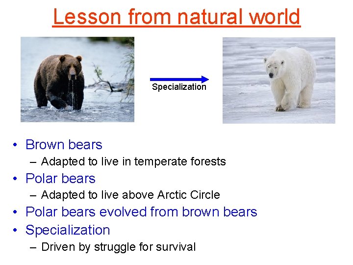 Lesson from natural world Specialization • Brown bears – Adapted to live in temperate