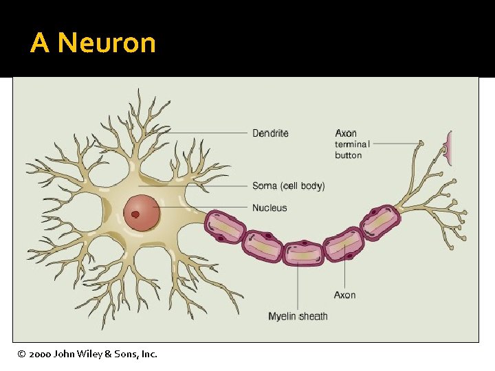 A Neuron © 2000 John Wiley & Sons, Inc. 