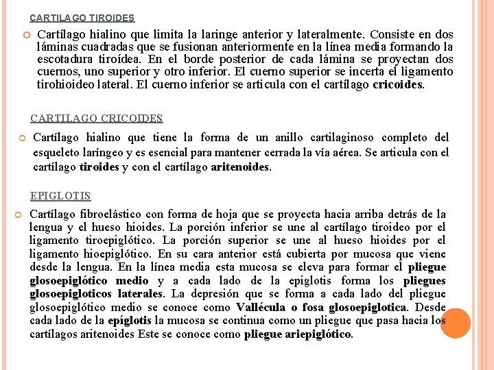 CARTILAGO TIROIDES Cartílago hialino que limita la laringe anterior y lateralmente. Consiste en dos