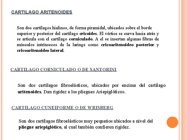 CARTILAGO ARITENOIDES Son dos cartílagos hialinos, de forma piramidal, ubicados sobre el borde superior