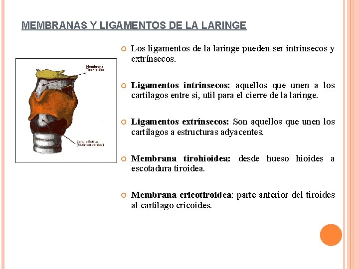 MEMBRANAS Y LIGAMENTOS DE LA LARINGE Los ligamentos de la laringe pueden ser intrínsecos